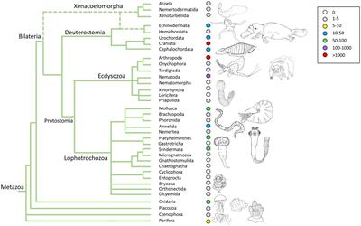 Assembling animals: trees, genomes, cells, and contrast to plants